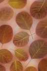 USA, Washington State, Seabeck. Close-up of smoke tree leaves. Art Print